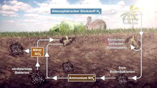 Stoffkreisläufe Wasser Kohlenstoff Stickstoff Phosphor [upl. by Cotterell]