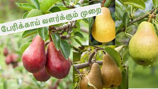 பேரிக்காய் வளர்க்கும் முறை 🍐  Planting 41 Pear Tree  Engal Thottam [upl. by Dewitt]