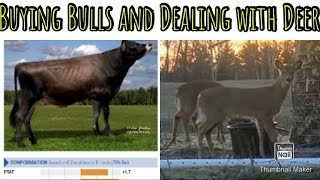 Buying Bulls and Dealing with Deer Selecting bulls for the cows Dealing with corn obsessed Deer [upl. by Eniamert446]