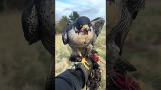 Peregrine Tiercel Falconry Training [upl. by Sergo]