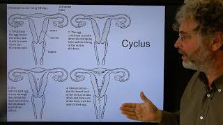 Biologie HV BB Eicellen en bevruchting [upl. by Nalyk553]