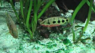 Hemichromis frempongi [upl. by Fujio410]