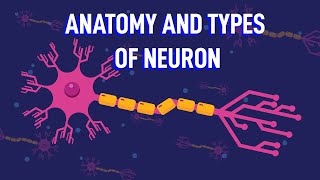 How Does The Structure of Neurons Enable Your Reflexes [upl. by Nasho389]