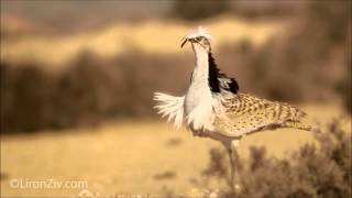 MacQueens Bustard on a mating dance חוברה מדברית [upl. by Linis]