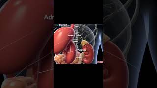 Exploring the 3D Anatomy of the Abdomen [upl. by Anoj]