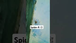 spidersmakdiinsectyoutubevideoshorts [upl. by Leugim]