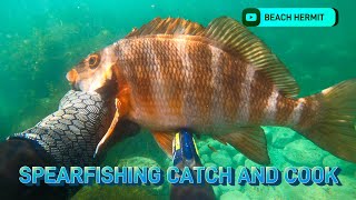 Spearfishing Catch amp Cook Whelk and Morwong in Tasmania Species ID Chillout  BEACH HERMIT EP 32 [upl. by Dnana976]