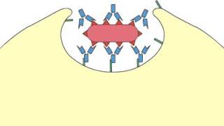 Phagocytosis Opsonization [upl. by Samalla]