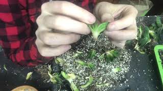 Repotting An Over Crowded Gasteria Minima [upl. by Acyre]