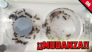 LAS NUEVAS HORMIGAS SE MUDAN AL MINI HORMIGUERO  HORMIGAS MESSOR BARBARUS [upl. by Kiri651]