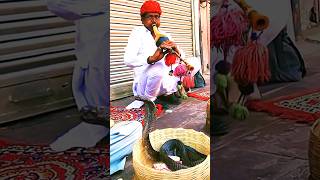 How Snake Charmers Handle the Snake 🐍 shorts ytshorts AjayZol25 [upl. by Nivrac]