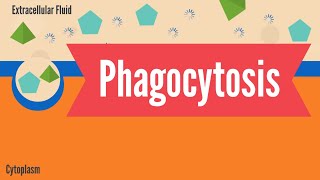 Phagocytosis [upl. by Akihdar634]