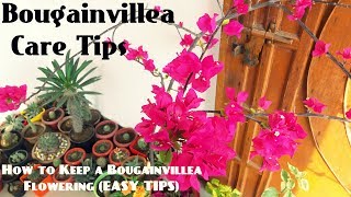 How to Keep a Bougainvillea FloweringEASY TIPS [upl. by Stoddart]