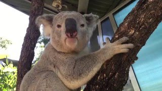 Koala mating call at Taronga [upl. by Aynad280]