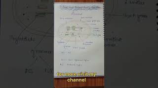 Photosynthesis in plants l easy handwrittenotes biologynotes neet ytshortsviral [upl. by Ransom95]