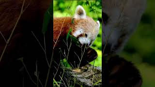 Red panda soundshortspanda [upl. by Nonregla]