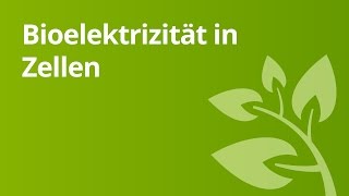 Bioelektrizität  Grundlagen  Biologie  Neurobiologie und Verhalten [upl. by Epillihp]