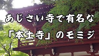 あじさい寺で有名な「本土寺」のモミジ [upl. by Thais]