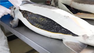 How Sturgeon Caviar Is Farmed and Processed  How it made Caviar  Sturgeon Caviar Farm [upl. by Ydisac]