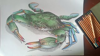 MENGGAMBAR DAN MEWARNAI KEPITING DENGAN PENSIL WARNA [upl. by Ashmead]