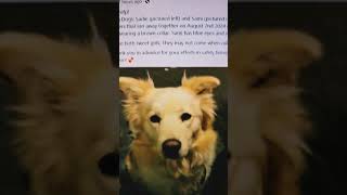 2 MISSING DOGS SADIE AND SAMI  MOULTON IOWA SUBSCRIBE LIKEANDSHARE MISSING IOWA 2DOGS FIND [upl. by Imehon]