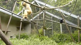 Brachiation practice of the gibbons at Mulhouse Zoo [upl. by Cece]