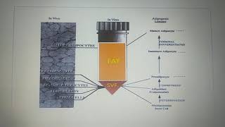 ADSC stem cellStromal vascular fraction [upl. by Thurman]