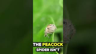 Spiders and its facts in Australia [upl. by Mixie]