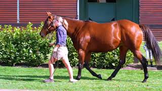 2023 Gold Coast National Broodmare Sale  Piping Hot [upl. by Llatsyrc]