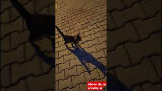 Caddebostanda sarışın kediler 🐱 [upl. by Atikam]