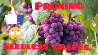 How to Prune Seedless Grape Vines [upl. by Teews]