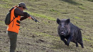 Chasse Sanglier En Battue  wild Boar Hunting  DOMUZ AVI  caccia al cinghiale 2023 [upl. by Okuy594]