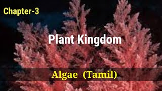 Ncert  Class 11  Chapter  3  Plant Kingdom  Algae  Tamil  302 [upl. by Mw]