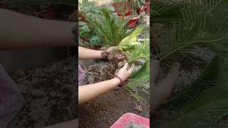 Cycas Plant Bulbs  Short 64  Beautiful Garden gardendesign [upl. by Chaney]