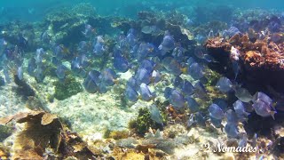 SNORKELING 8 PART 1  STARFISH JIBACOA VILLA TROPICO  CUBA [upl. by Ateekan]