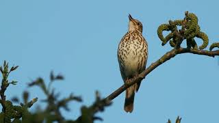 Song Thrush Turdus philomelos [upl. by Etnasa653]