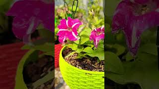 Petunia Reporting How to Repot Petunia  Baag Bagicha its my passion shorts youtubeshortsvideo [upl. by Sabir]