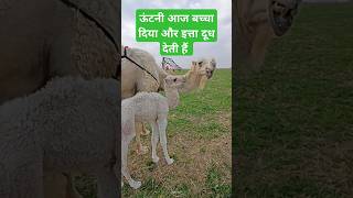 ऊंटनी आज बच्चा दिया और इत्ता दूध देती हैं  camel beby milk shortsfeed cow [upl. by Cheyne]