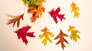 Preparing Glycerin Leaves [upl. by Northway]