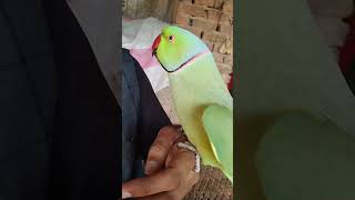 The Talking Parrot of My Dreams [upl. by Aiblis]