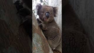 Infamous koala from choking on mating call video pt 1 [upl. by Latsyrk]