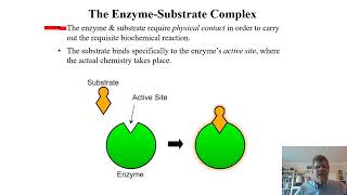 Biochemistry Lecture 8 [upl. by Eahsal]