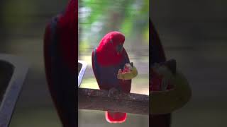 Watch a Female Eclectus Parrot Enjoying her Meal animals birds shorts wildlife parrot eclectus [upl. by Neelloc]