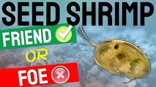 Seed Shrimp  Ostracods Friend or Foe in Freshwater Fish and Shrimp Aquariums [upl. by Oetam]