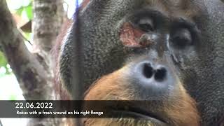 Wild orangutan actively treats wound with a healing plant [upl. by Auohc]