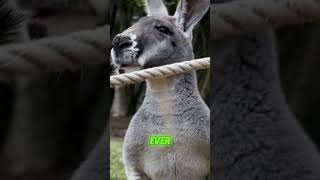 Amazing Kangaroo Facts You Wont Believe [upl. by Idhem524]