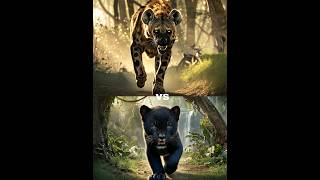 Hyena Kills Lion Cubs Lion Tiger and Black Panthers Revenge  Epic Wildlife Battlequot [upl. by Jair]