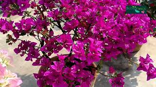 Bougainvillea Spectabilis a wild Bougainvillea Variety [upl. by Notnert]