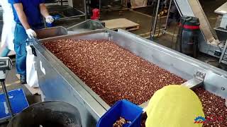 EKO 500 Hazelnut roasting machine [upl. by Eolhc]