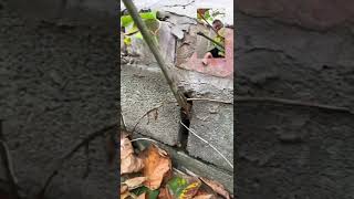 How does Japanese Knotweed cause Structural Damage [upl. by Aldwon]